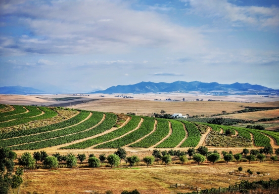 Mullineux Palm block vineyard on Roundstone Farm