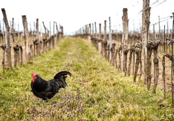 Netzl weingarten 2023