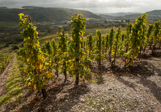 Nik Weis Wiltinger Schlangengraben Credits Jon Wyand