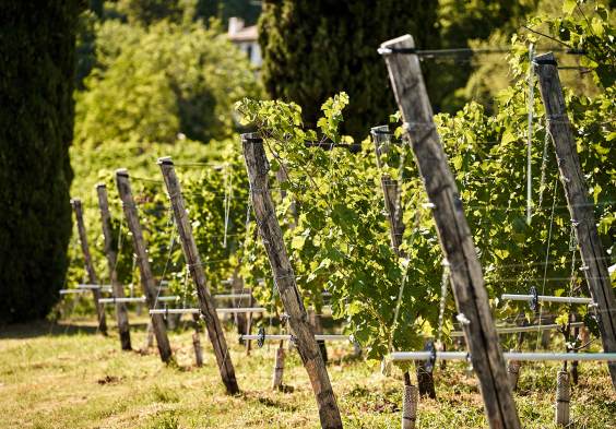 Nino Franco 2022 Weingarten