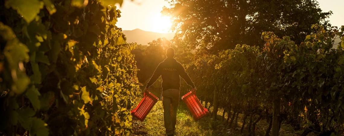 Person mit roten Kisten in einem Weinberg bei Sonnenuntergang.