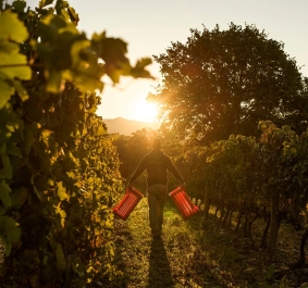 Person mit roten Kisten in einem Weinberg bei Sonnenuntergang.
