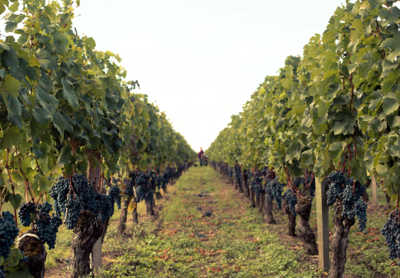 PINDEFLEURS RANG VIGNE