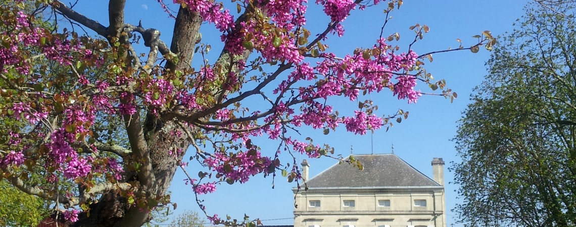Blühender Baum vor historischem Gebäude an einem sonnigen Tag.