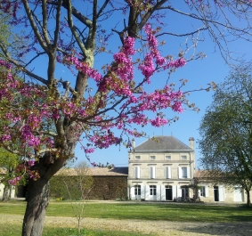 Blühender Baum vor historischem Gebäude an einem sonnigen Tag.