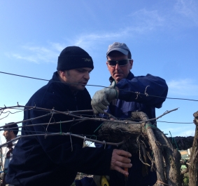 Zwei Männer schneiden Reben im Freien unter klarem Himmel.