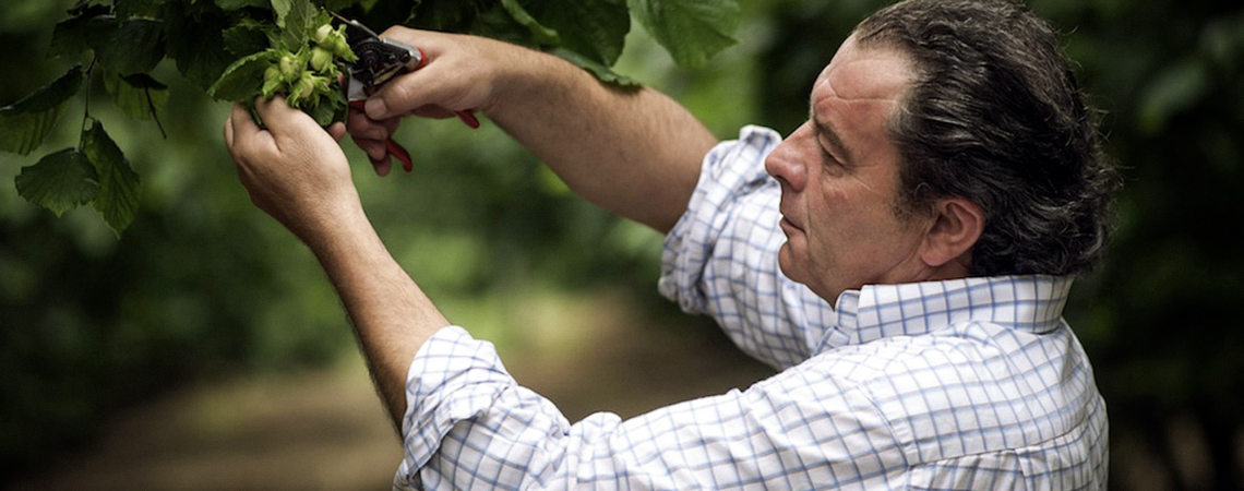 Ein Mann in kariertem Hemd schneidet Pflanzen in einem grünen Garten.