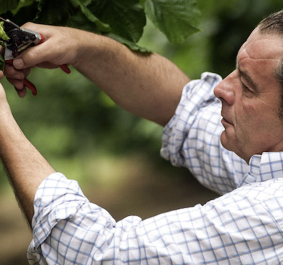 Ein Mann in kariertem Hemd schneidet Pflanzen in einem grünen Garten.