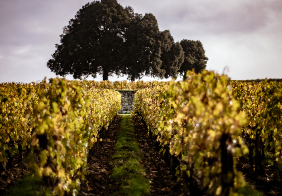 Pavie Macquin Fall in the vineyard OneWineProduction