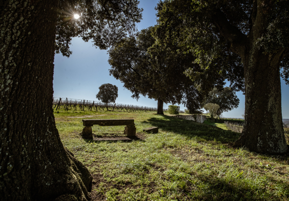 Pavie Macquin Oak trees OneWineProduction