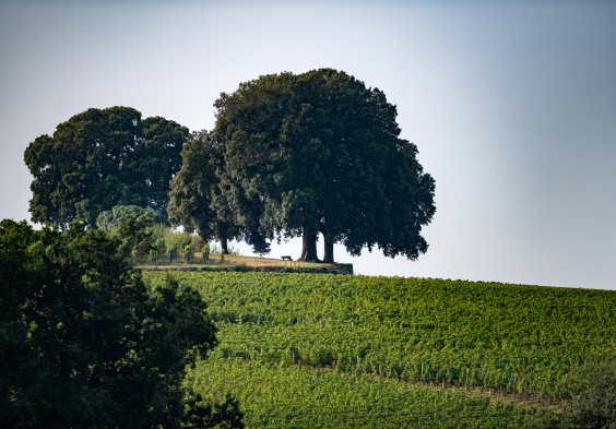 Pavie Macquin Vineyard OneWineProduction