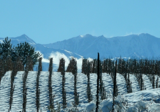 PerSe Weingarten Winter Schnee Reben 2
