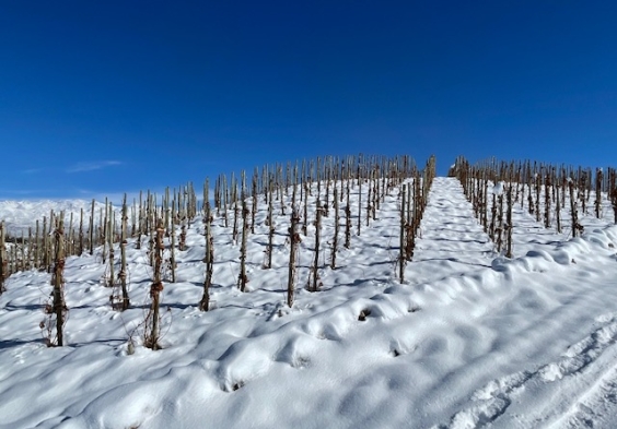 PerSe Weingarten Winter Schnee Reben