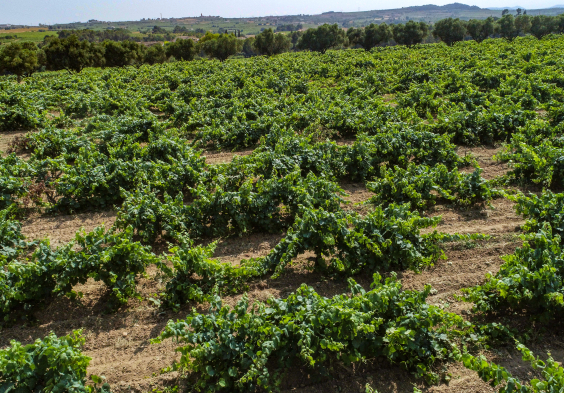 Pere Ventura El Mirador 2