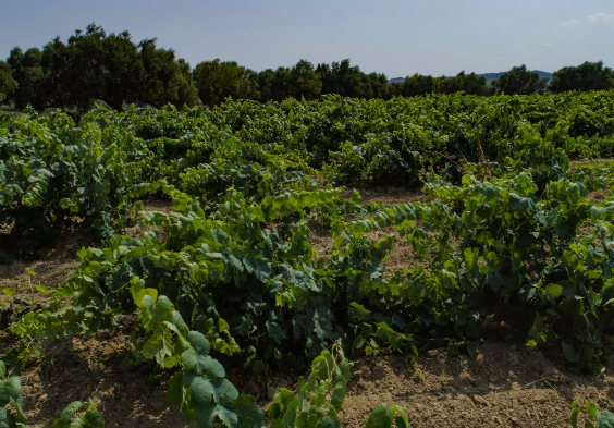 Pere Ventura El Mirador