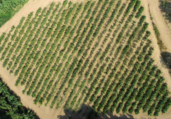 Pere Ventura La Secreta