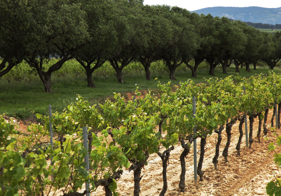 Pere Ventura Migjorn 2