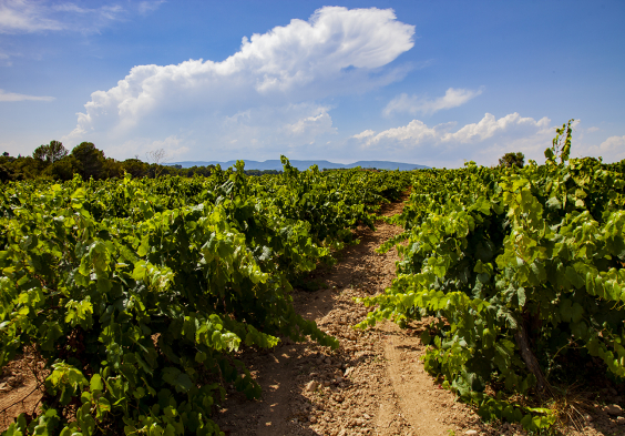 Pere Ventura Migjorn