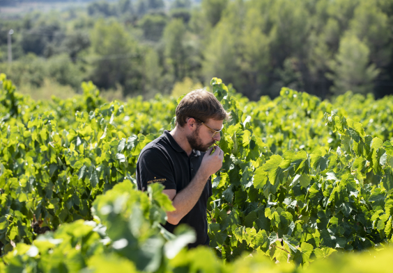 Pere Ventura Sebastia Galimany, Chief Winemaker