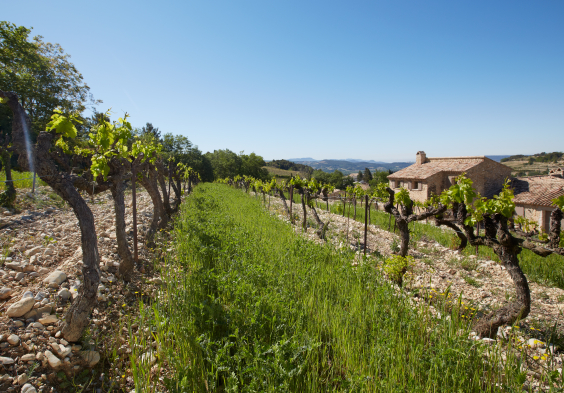 Perrin Vinsobres picture 051 © Serge Chapuis