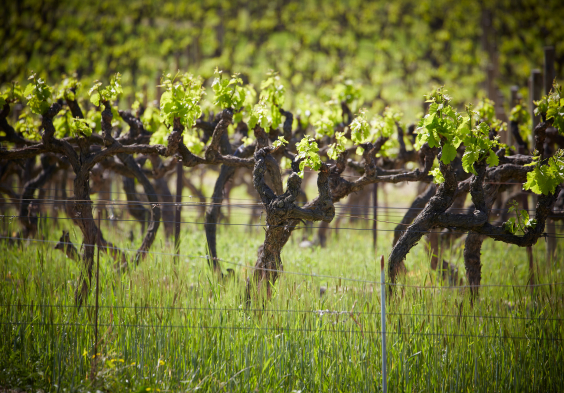 Perrin Vinsobres picture 057 © Serge Chapuis