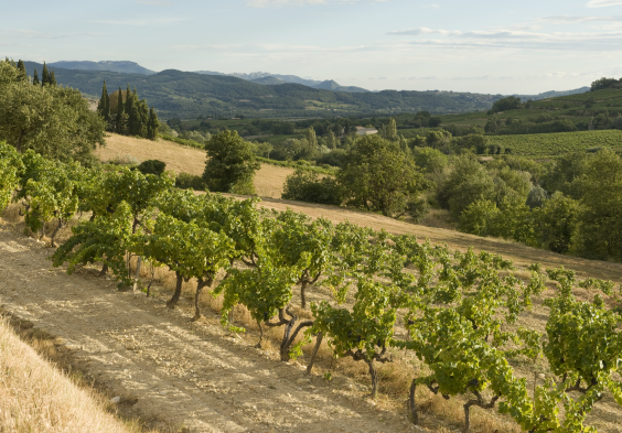 Perrin Vinsobres picture VCW7346 © Serge Chapuis