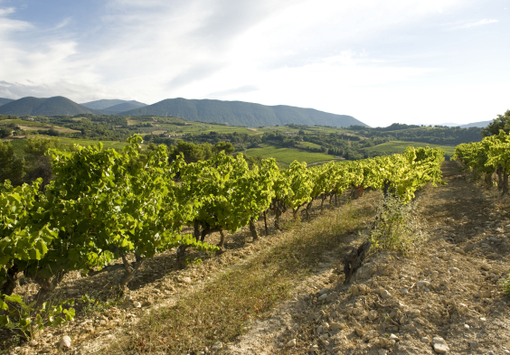 Perrin Vinsobres picture VCW7373 © Serge Chapuis