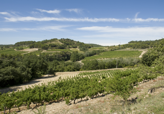 Perrin Vinsobres picture VCW7427 © Serge Chapuis