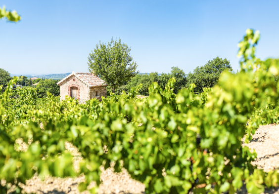 Perrin picture Gigondas ©Philippe Martineau