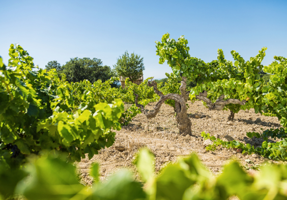 Perrin picture VIeilles Vignes Gigondas ©Philippe Martineau