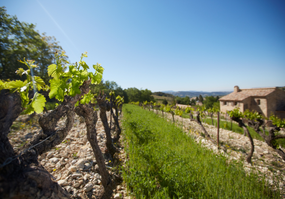 Perrin picture Vignes Vinsobres ©Serge Chapuis