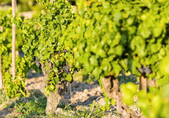 Perrin picture Vignes du Clos de Tourelles