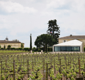 Weinberge vor einem eleganten Gutshaus mit mediterranen Bäumen und Wolkenhimmel.