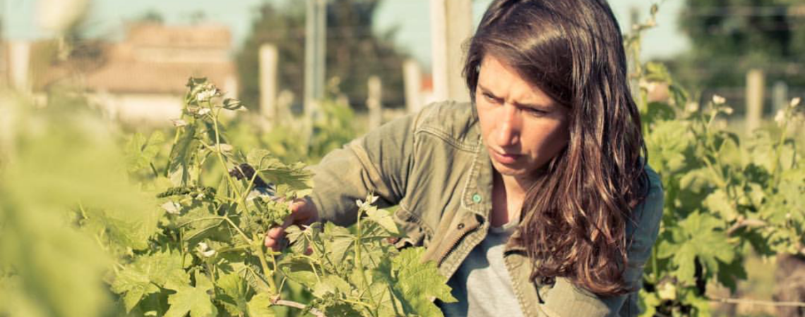 Frau in einem Weinberg überprüft Reben an einem sonnigen Tag.