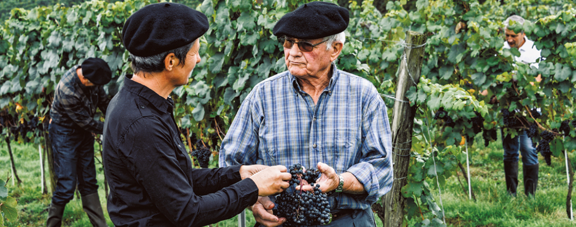 Zwei Männer in Weinberg, beide mit Baskenmützen, halten und untersuchen Weintrauben.