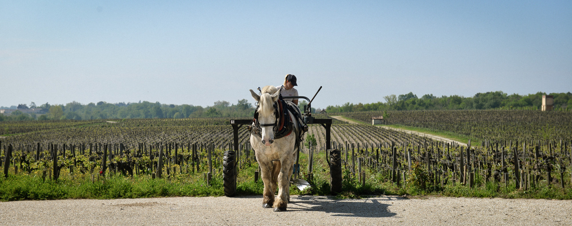 Pferd zieht Pflug vor weiten, grünen Weinbergen bei blauem Himmel.