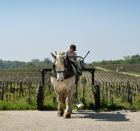 Pferd zieht Pflug vor weiten, grünen Weinbergen bei blauem Himmel.
