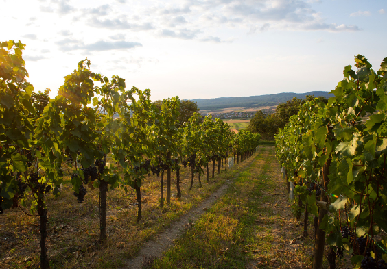 Prieler Goldberg Trauben