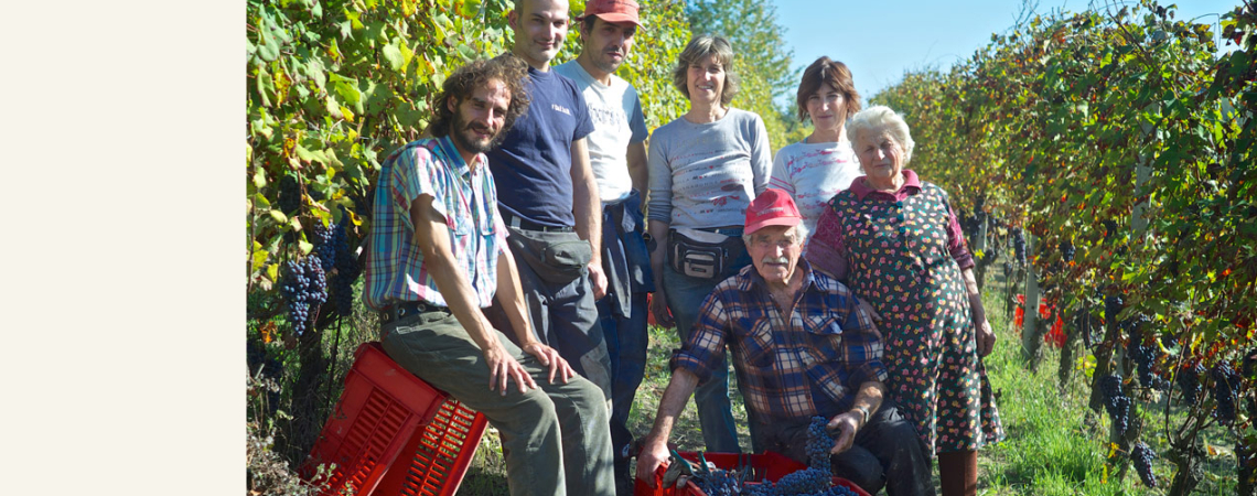 Gruppe von Menschen bei der Weinlese in einem sonnigen Weinberg.