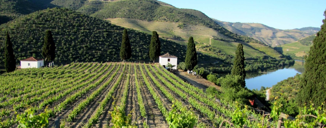 Weinberg mit saftigem Grün, umgeben von Hügeln und einem Fluss im Hintergrund.