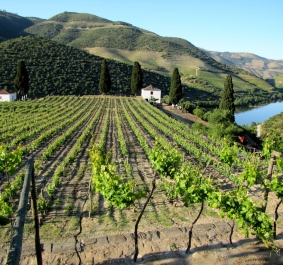 Weinberg mit saftigem Grün, umgeben von Hügeln und einem Fluss im Hintergrund.