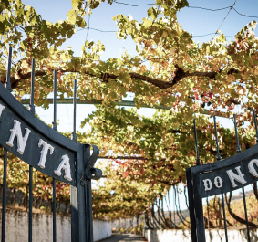 Eisentor mit Schriftzug, dahinter Weinreben unter blauem Himmel.