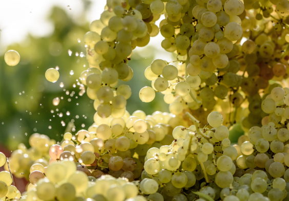 Remy Martin Photo Harvest 06