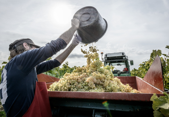 Remy Martin Photo Harvest 07