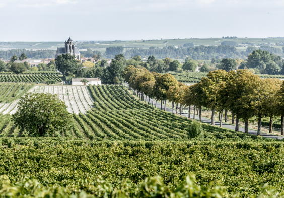 Remy Martin Photo Harvest 17