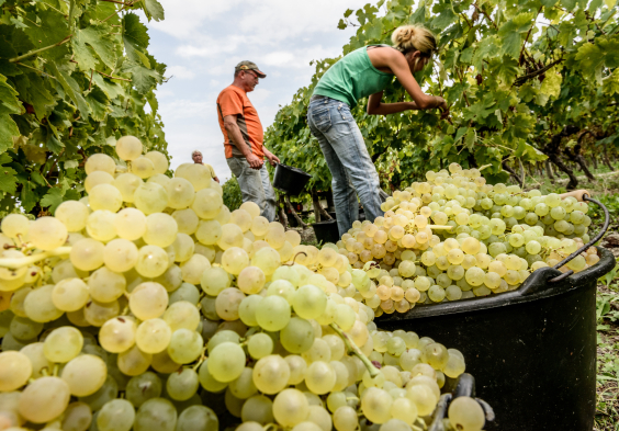 Remy Martin Photo Harvest 23