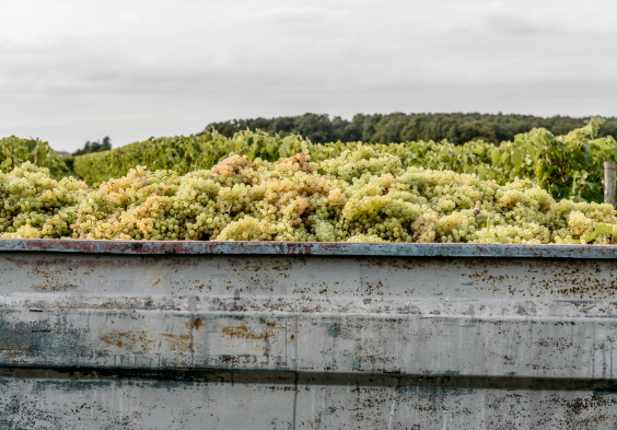 Remy Martin Photo Harvest 32