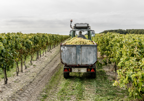 Remy Martin Photo Harvest 33