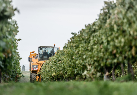 Remy Martin Photo Mechanical Harvest 12