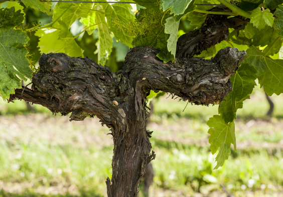 Remy Martin Photo Vineyards Remy Martin 12